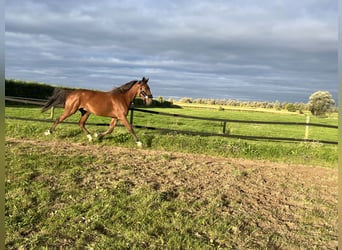 Trotteur allemand, Hongre, 3 Ans, 164 cm, Bai