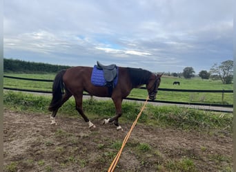 Trotteur allemand, Hongre, 3 Ans, 164 cm, Bai