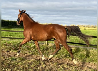 Trotteur allemand, Hongre, 3 Ans, 164 cm, Bai