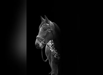 Trotteur allemand, Hongre, 4 Ans, 165 cm, Bai