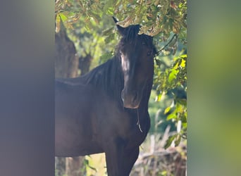 Trotteur allemand, Hongre, 5 Ans, 150 cm, Noir