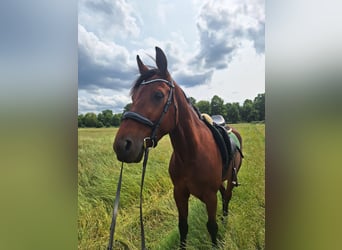 Trotteur allemand, Hongre, 5 Ans, 160 cm, Alezan brûlé