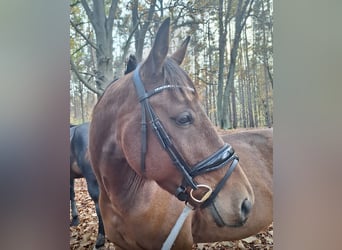 Trotteur allemand, Hongre, 5 Ans, 160 cm, Bai brun