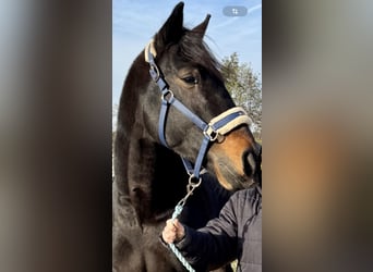 Trotteur allemand, Hongre, 5 Ans, 165 cm, Bai brun