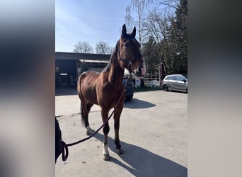 Trotteur allemand, Hongre, 5 Ans, 170 cm, Bai