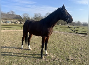 Trotteur allemand, Hongre, 5 Ans, 176 cm, Bai brun foncé