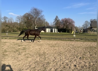 Trotteur allemand, Hongre, 5 Ans, 176 cm, Bai brun foncé