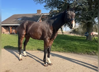 Trotteur allemand, Hongre, 5 Ans, 176 cm, Bai brun foncé