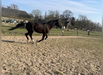 Trotteur allemand, Hongre, 5 Ans, 176 cm, Bai brun foncé