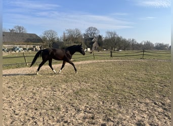 Trotteur allemand, Hongre, 5 Ans, 176 cm, Bai brun foncé