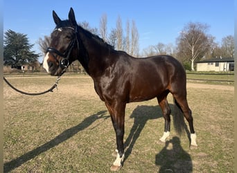 Trotteur allemand, Hongre, 5 Ans, 176 cm, Bai brun foncé
