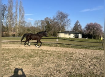 Trotteur allemand, Hongre, 5 Ans, 176 cm, Bai brun foncé