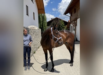 Trotteur allemand, Hongre, 6 Ans, 169 cm, Bai brun