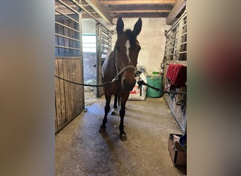 Trotteur allemand, Hongre, 7 Ans, 157 cm, Bai