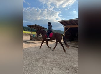 Trotteur allemand, Hongre, 7 Ans, 160 cm, Alezan