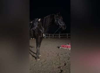 Trotteur allemand Croisé, Hongre, 8 Ans, 150 cm, Noir