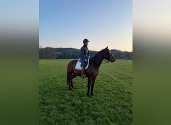 Trotteur allemand, Hongre, 8 Ans, 160 cm, Bai brun