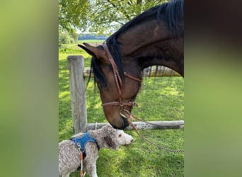 Trotteur allemand, Hongre, 8 Ans, 164 cm, Bai