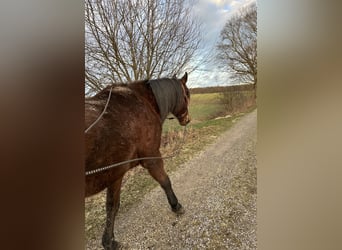 Trotteur allemand, Hongre, 8 Ans, 164 cm, Bai