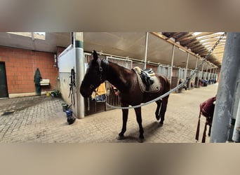 Trotteur allemand, Hongre, 8 Ans, 165 cm, Bai brun
