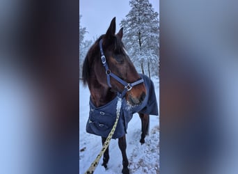 Trotteur allemand, Hongre, 8 Ans, 165 cm, Bai brun