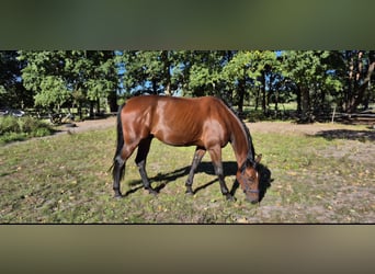 Trotteur allemand, Hongre, 8 Ans, 165 cm, Bai brun