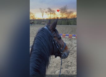Trotteur allemand, Hongre, 8 Ans, 165 cm, Bai brun