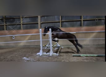Trotteur allemand, Hongre, 8 Ans, 165 cm, Bai brun
