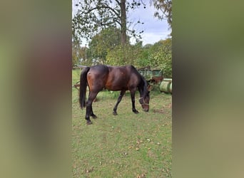 Trotteur allemand, Hongre, 8 Ans, 165 cm, Bai brun