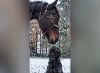 Trotteur allemand, Hongre, 8 Ans, 165 cm, Bai brun