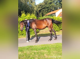 Trotteur allemand, Hongre, 9 Ans, 161 cm, Bai