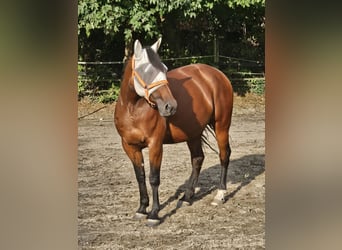 Trotteur allemand, Jument, 10 Ans, 157 cm, Bai