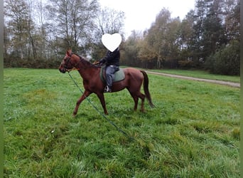 Trotteur allemand, Jument, 10 Ans, 162 cm, Alezan brûlé