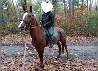 Trotteur allemand, Jument, 10 Ans, 162 cm, Alezan brûlé