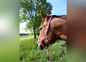 Trotteur allemand, Jument, 11 Ans, 160 cm, Alezan brûlé