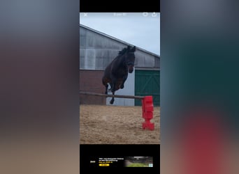 Trotteur allemand, Jument, 11 Ans, 162 cm, Bai