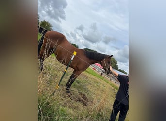 Trotteur allemand, Jument, 12 Ans, 161 cm, Bai