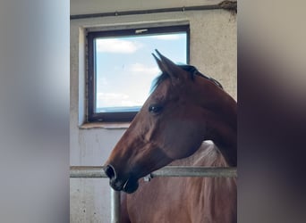 Trotteur allemand, Jument, 12 Ans, 161 cm, Bai