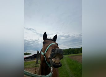 Trotteur allemand, Jument, 12 Ans, 161 cm, Bai