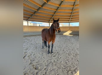 Trotteur allemand, Jument, 12 Ans, 165 cm, Bai