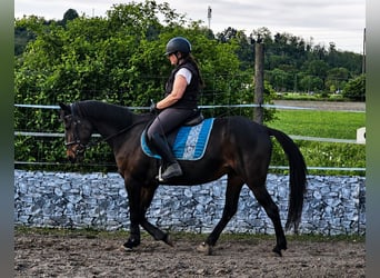 Trotteur allemand, Jument, 13 Ans, Bai brun