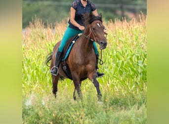 Trotteur allemand, Jument, 15 Ans, 157 cm, Bai brun