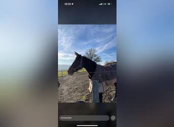 Trotteur allemand, Jument, 15 Ans, 165 cm, Bai brun