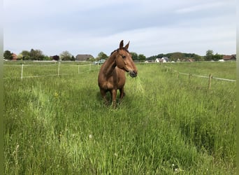 Trotteur allemand, Jument, 17 Ans, 160 cm, Alezan brûlé