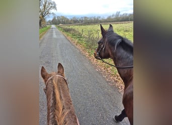 Trotteur allemand, Jument, 17 Ans, Bai