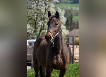 Trotteur allemand, Jument, 20 Ans, 165 cm, Bai