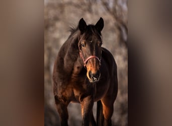 Trotteur allemand, Jument, 21 Ans, 160 cm, Bai
