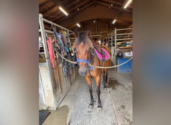 Trotteur allemand, Jument, 3 Ans, 153 cm, Bai