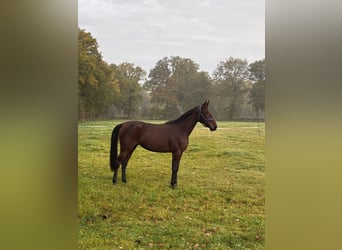 Trotteur allemand, Jument, 3 Ans, 156 cm, Bai