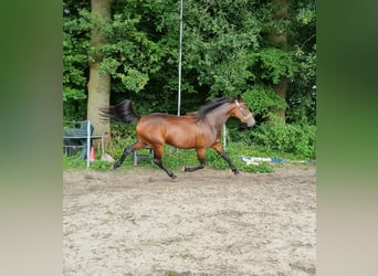 Trotteur allemand, Jument, 4 Ans, 158 cm, Bai